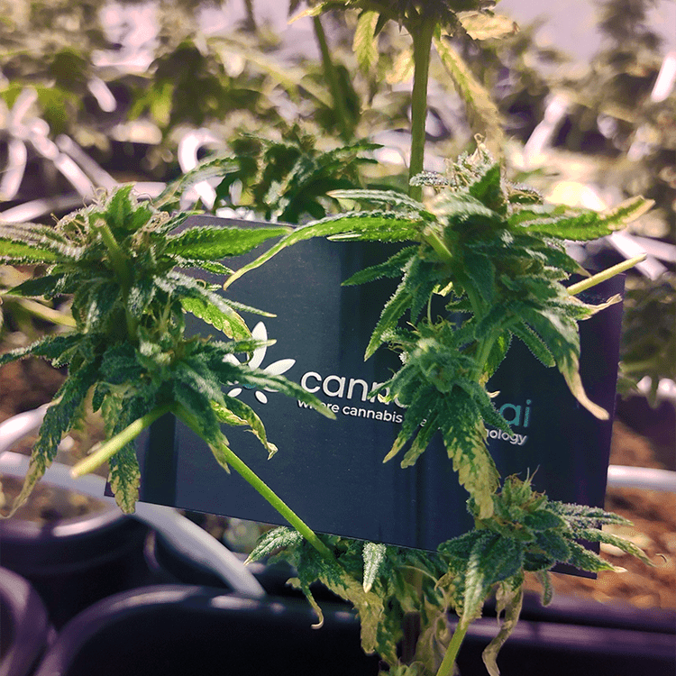 A Cannabud.ai Business card being hanged by a flower.