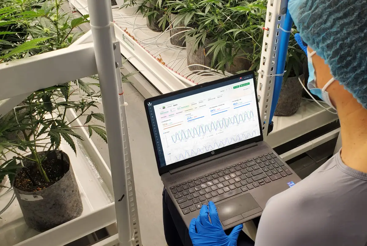 Cannabud.ai being used in an indoor environment.